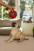 Katie's Bumpers Frequent Flyer Mini Square Best Dog Fetch Toy