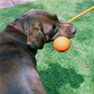 BEST CRAZY BOUNCE DOG ROPE  | 4BF Medium