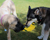 Best Dog Fetch Toy | KB Frequent Flyer Mini Square