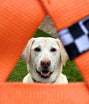 Best Dog Fetch Toy | KB Frequent Flyer Mini Triangle