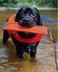 Best KB Heave Hose Fetching Dog Toy
