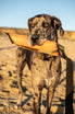 Katie's Bumpers Big Tug Best Dog Tug Toy
