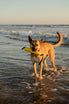 Best Tug Toy For Dogs KB Super Sqwuggie