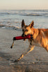 Best Dog KB Double Tug Toy Katies Bumpers Real Durable Firehose Water Training Fetch
