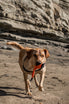 Best Tug Toy For Dogs | KB X Toy