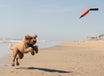 Best KB Mini Sqwuggie Tug Toy