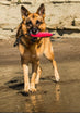 Best Tug Toy For Dogs KB Sqwuggie