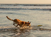 Best Tug Toy For Dogs KB Super Sqwuggie