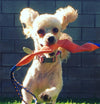 Katie's Bumpers Wiggy Best Tug Toy For Dogs