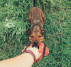 Best Dog Fetch Toy | KB Frequent Flyer Mini Square