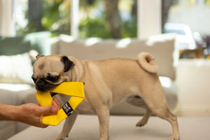 Katie's Bumpers Frequent Flyer Mini Triangle Best Dog Fetch Toy