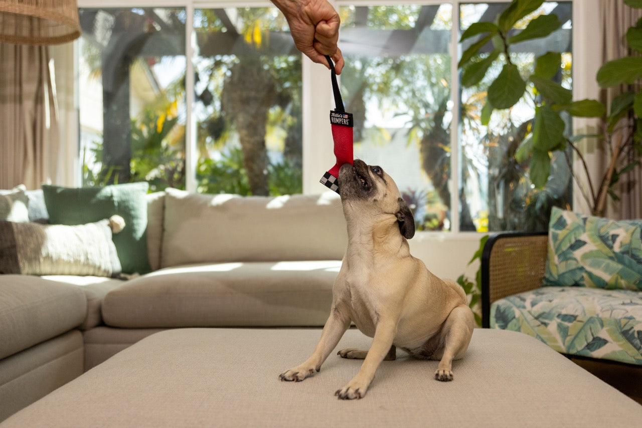 Katie's Bumpers Mini Sqwuggie Best Tug Toy