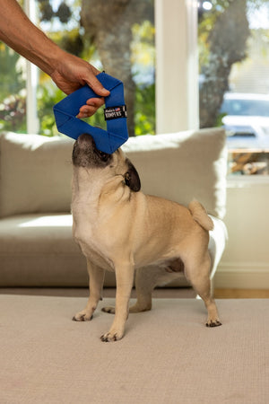 Katie's Bumpers Frequent Flyer Mini Triangle Best Dog Fetch Toy