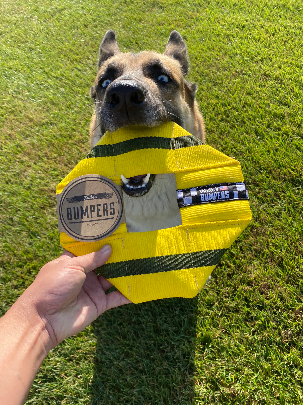 Katie's Bumpers Frequent Flyer Square Best Dog Fetch Toy