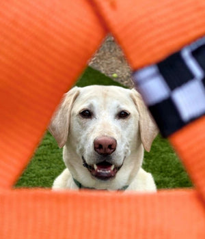 Best Fetch Toy For Dogs | KB Frequent Flyer Triangle Orange