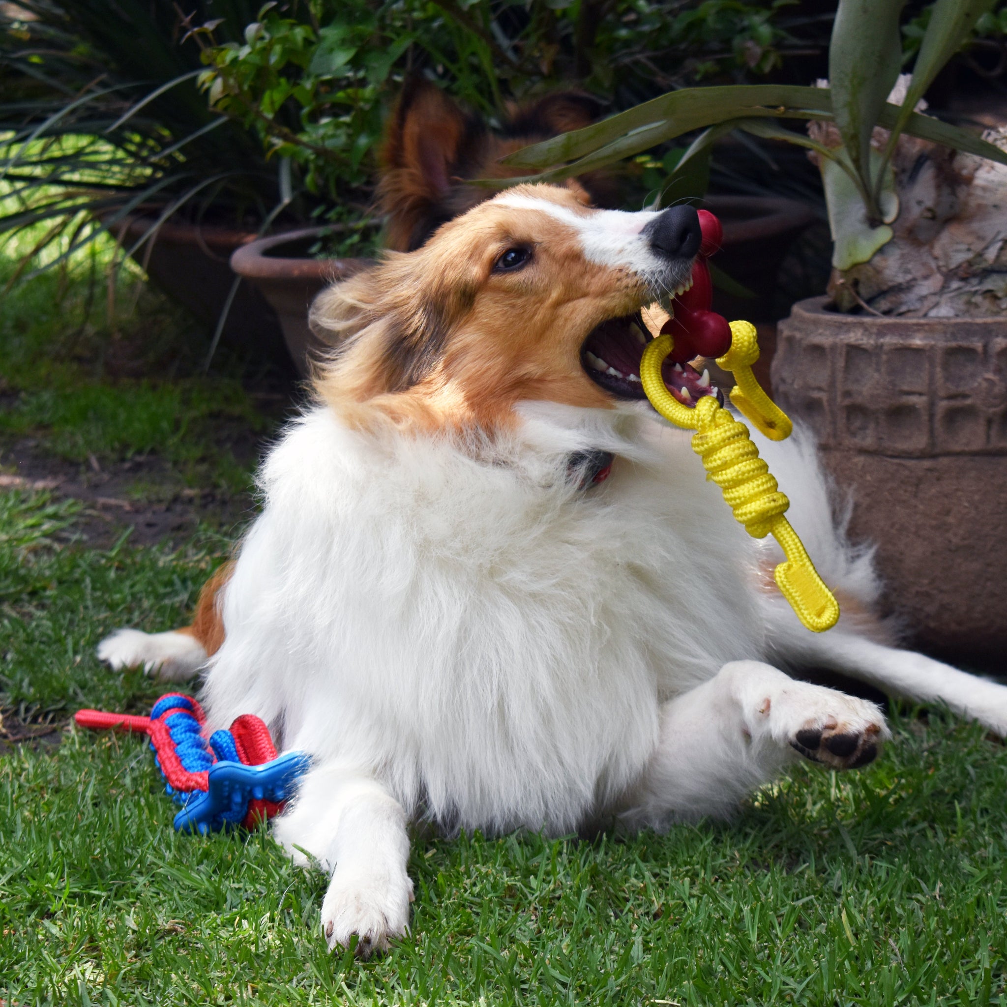 QUMY Dog Chew Toys Bone Tug-of-war Games